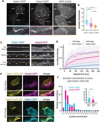 Celsr1 and Celsr2 exhibit distinct adhesive interactions and contributions to planar cell polarity